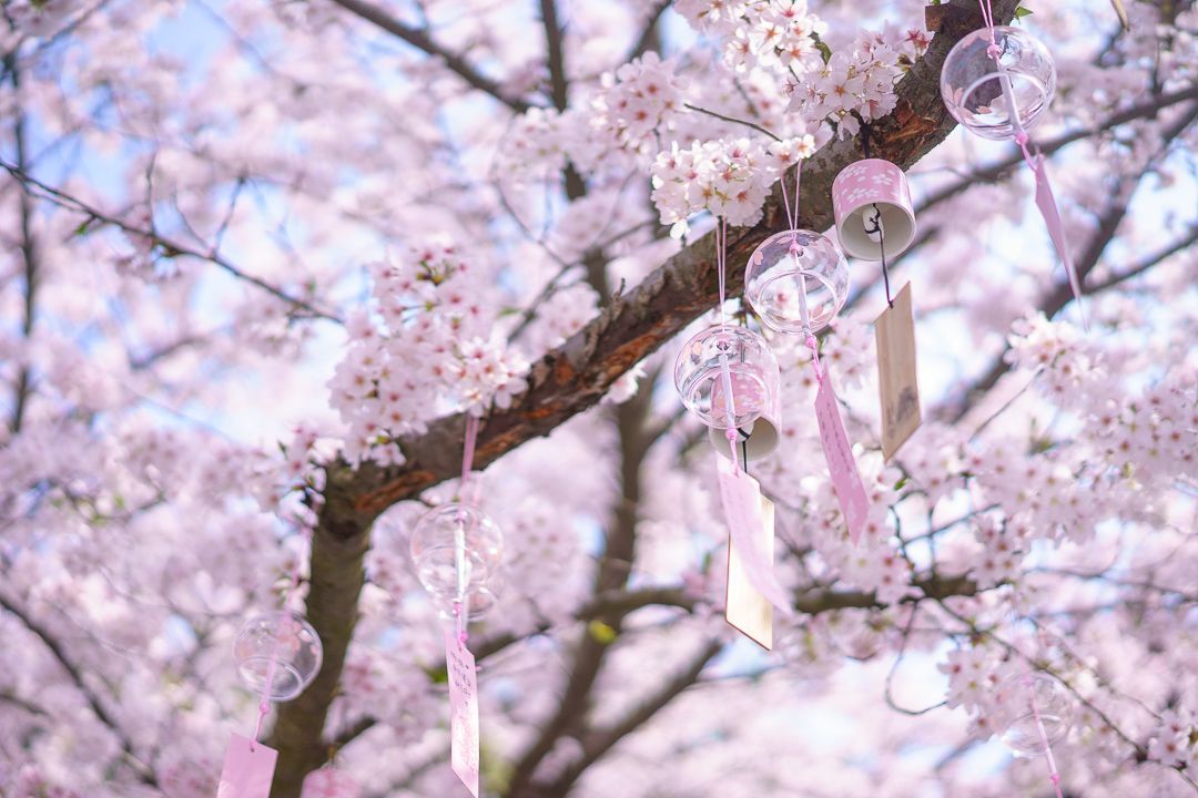 三月鼋头渚樱花