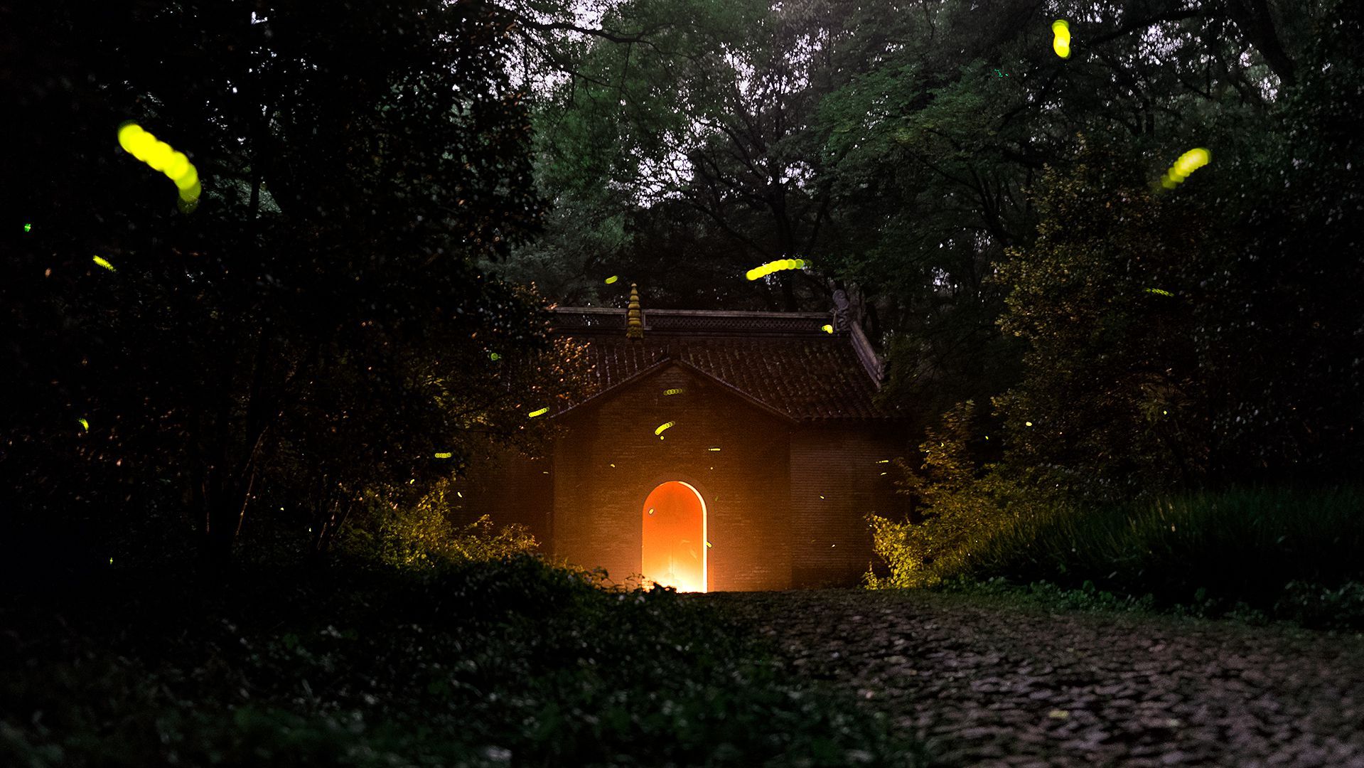 20mm拍摄的萤火虫